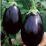 BRINJAL1