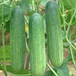 CUCUMBER